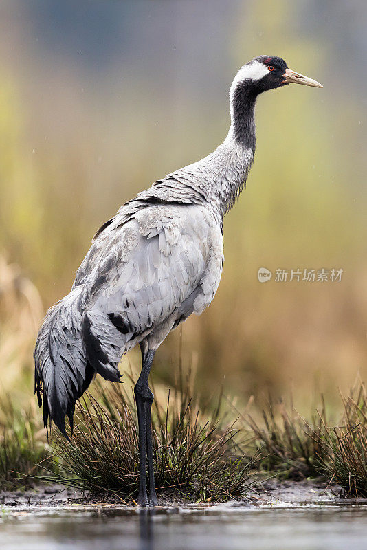 普通鹤(Grus Grus)，欧亚鹤。